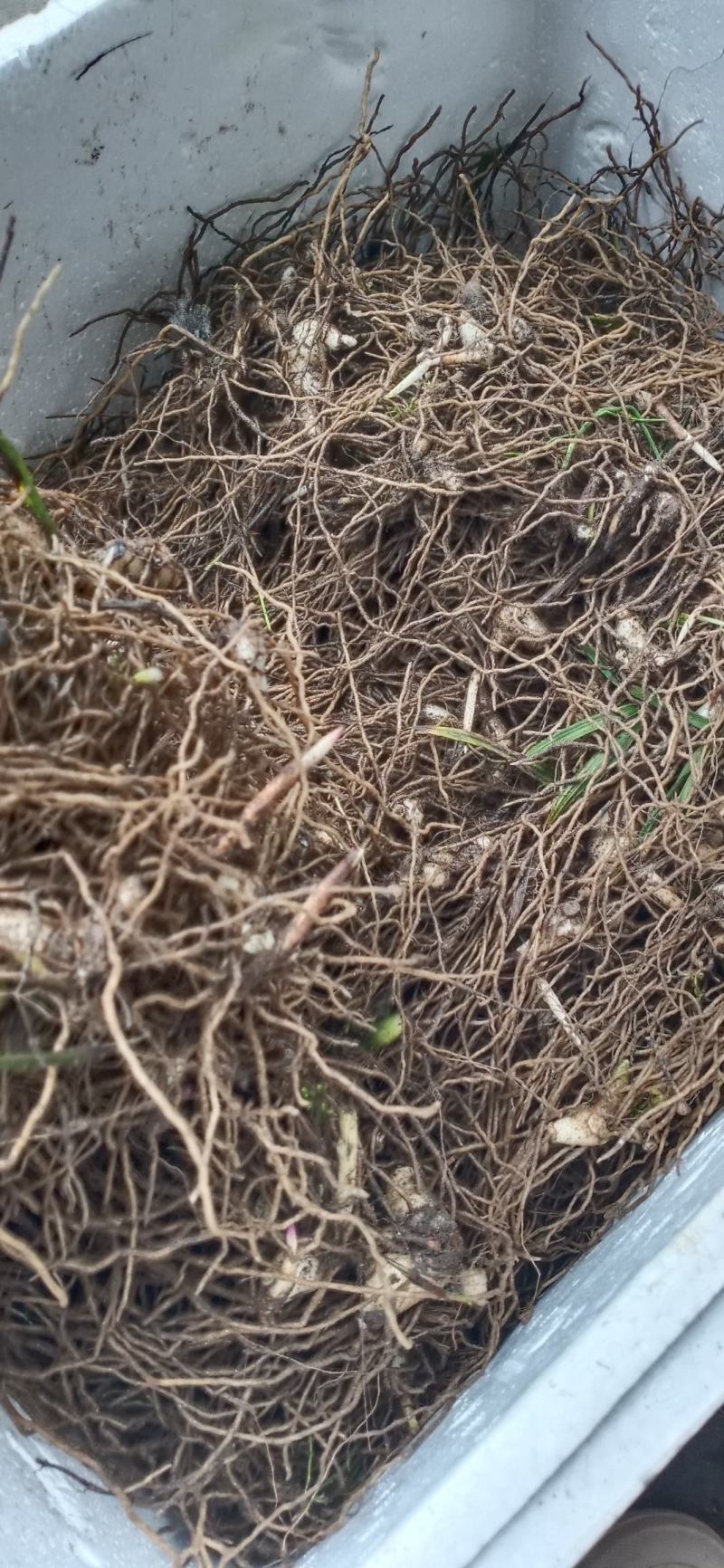 精品四川小白芨（白及苗）产地直供鲜货只有价廉欢迎电联