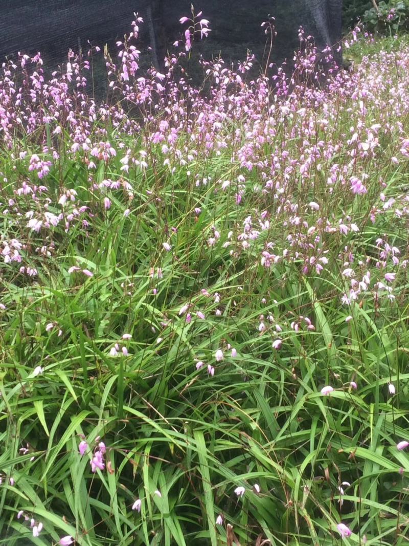 精品四川小白芨（白及苗）产地直供鲜货只有价廉欢迎电联