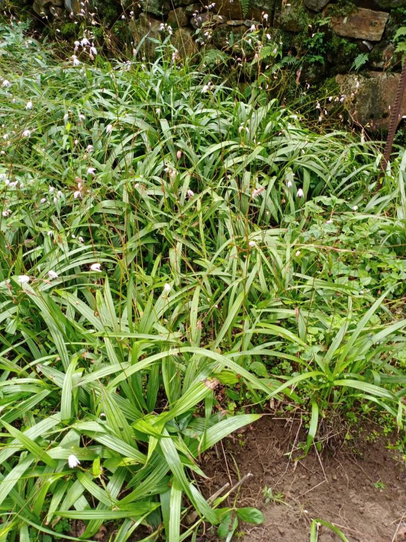 精品四川小白芨（白及苗）产地直供鲜货只有价廉欢迎电联