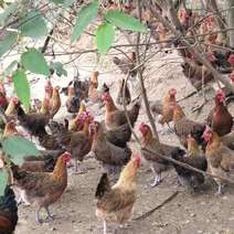 125天瑶项均重3.2山林放养鸡健康