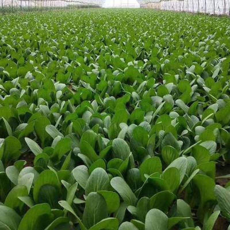 上海青油菜青梗青叶产地直供永不断货可提供增发票