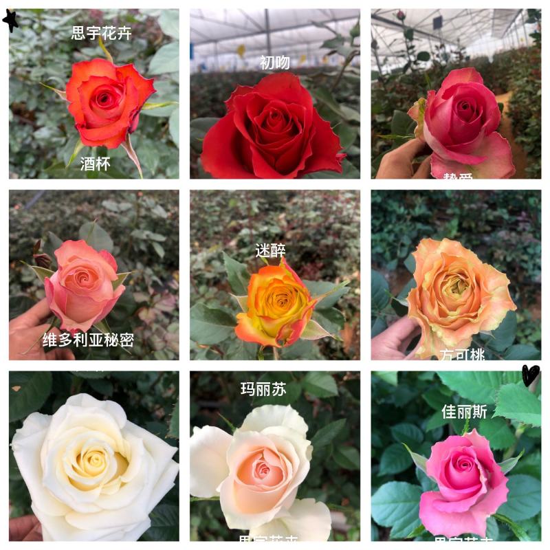 切花月季苗基地直销玫瑰老桩扦插小苗常年有货技术指导
