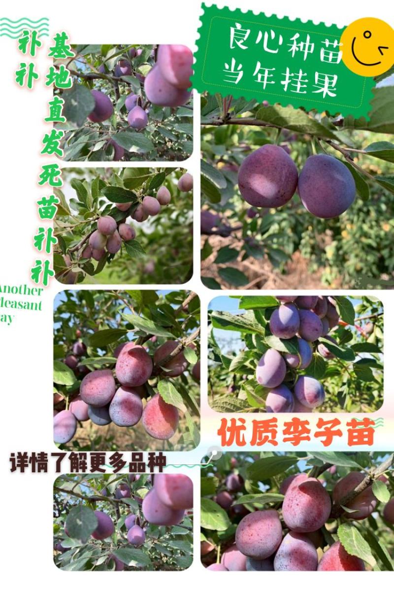 优质西梅李子苗，法兰西，女神，等品种，当年结果，
