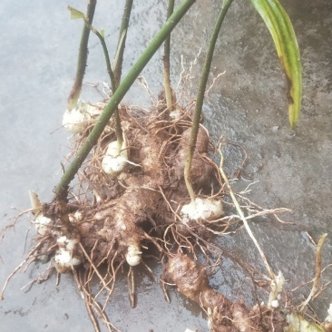 四川多花姜型甜黄精，3年块茎