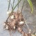 四川多花姜型甜黄精，3年块茎