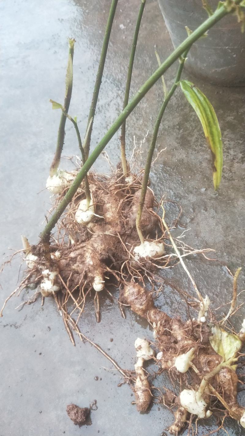 四川多花姜型甜黄精，3年块茎