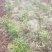 四川多花姜型甜黄精，3年块茎