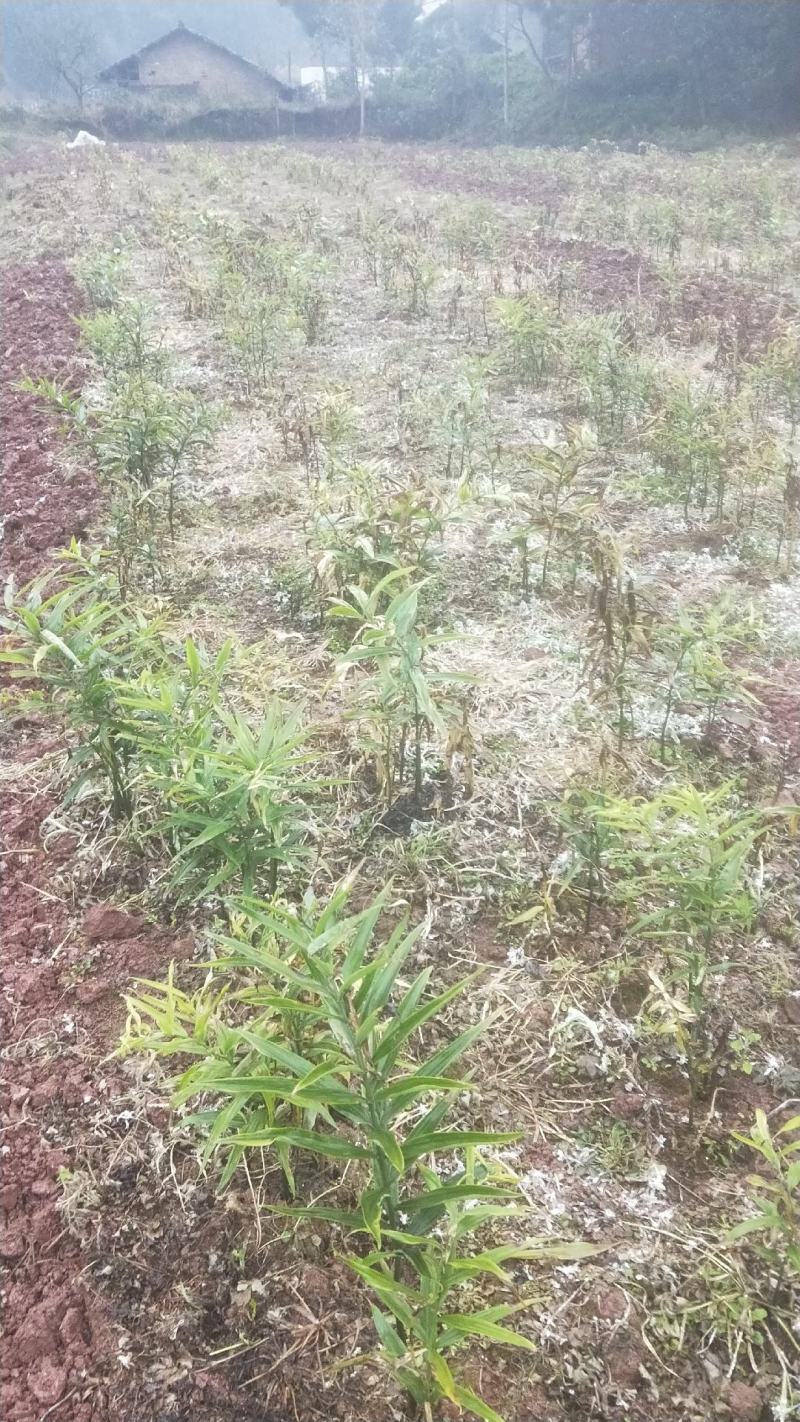 四川多花姜型甜黄精，3年块茎
