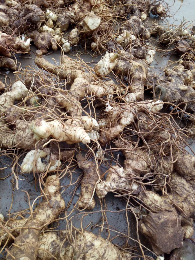 四川多花姜型甜黄精，3年块茎