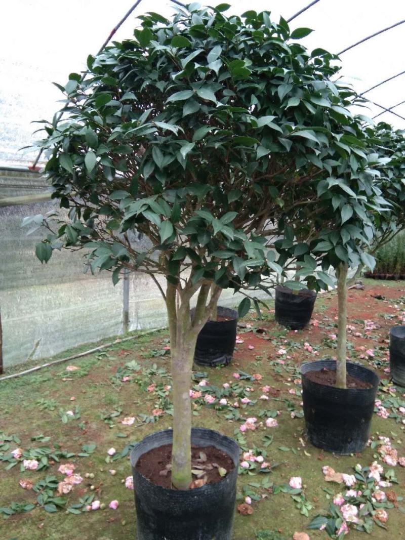 茶花树盆栽苗大规格福建基地直销花农一手货源长期种植供应