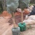 茶花树盆栽苗大规格福建基地直销花农一手货源长期种植供应