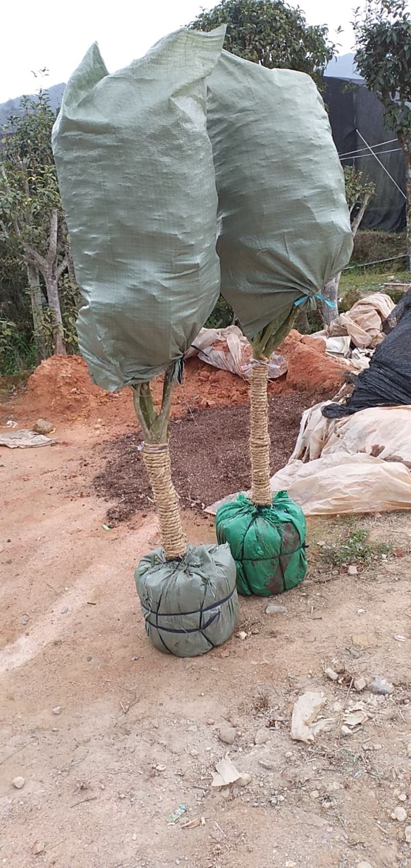 茶花树盆栽苗大规格福建基地直销花农一手货源长期种植供应