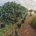 茶花树盆栽苗大规格福建基地直销花农一手货源长期种植供应