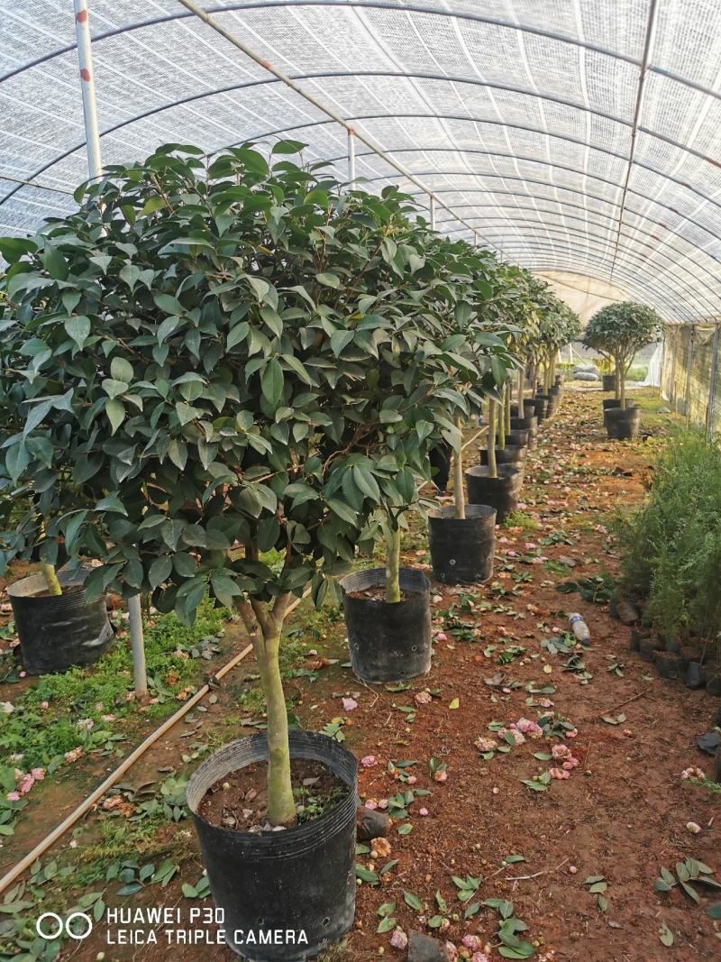 茶花树盆栽苗大规格福建基地直销花农一手货源长期种植供应
