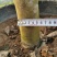 茶花树盆栽苗大规格福建基地直销花农一手货源长期种植供应