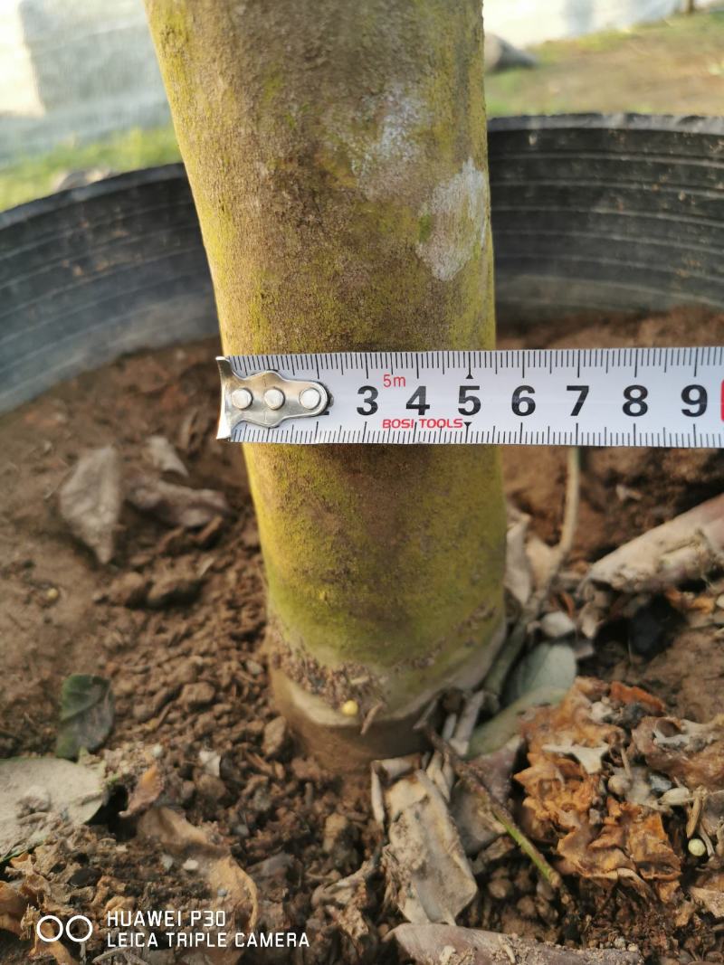 茶花树盆栽苗大规格福建基地直销花农一手货源长期种植供应