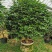 茶花树盆栽苗大规格福建基地直销花农一手货源长期种植供应