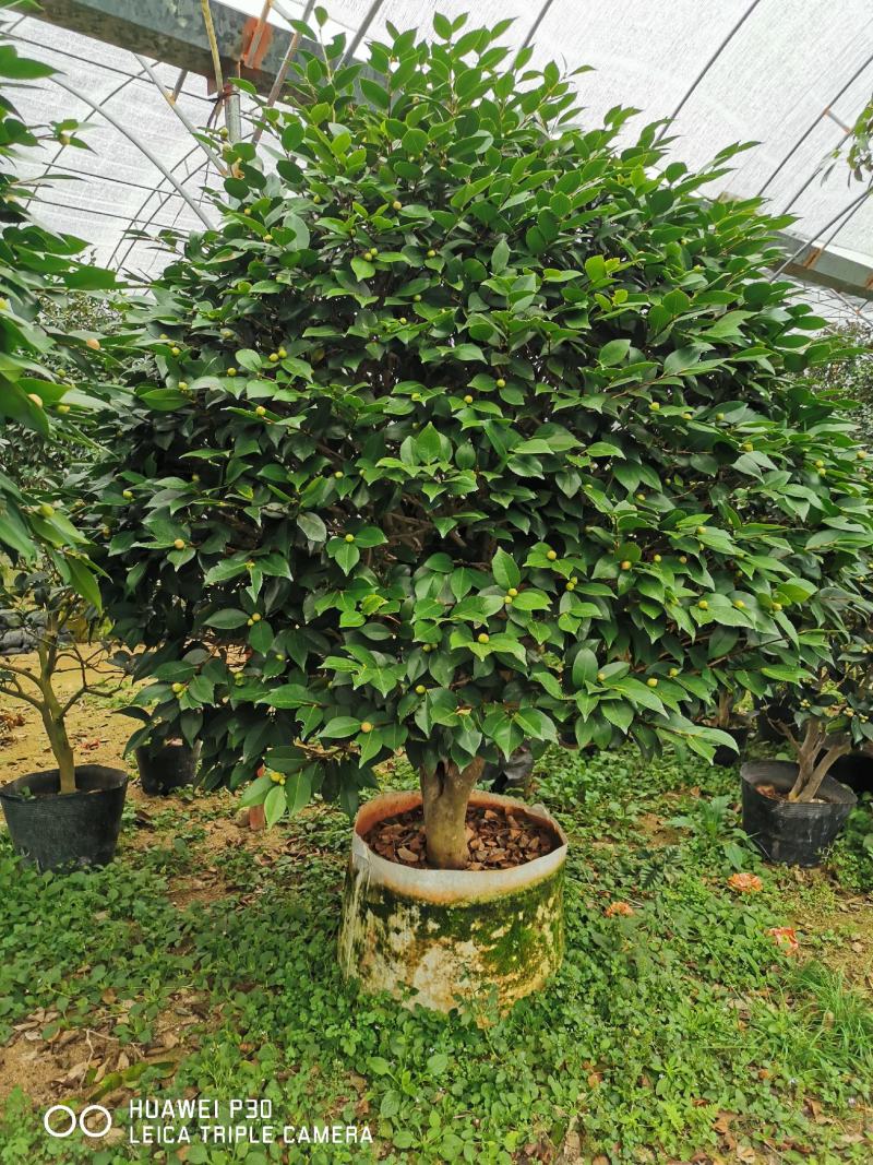 茶花树盆栽苗大规格福建基地直销花农一手货源长期种植供应
