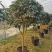 茶花树盆栽苗大规格福建基地直销花农一手货源长期种植供应