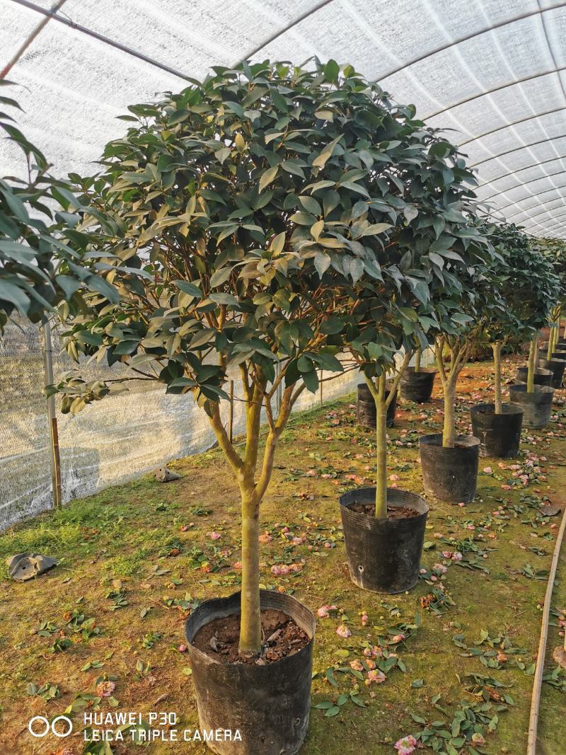 茶花树盆栽苗大规格福建基地直销花农一手货源长期种植供应