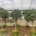 茶花树盆栽苗大规格福建基地直销花农一手货源长期种植供应