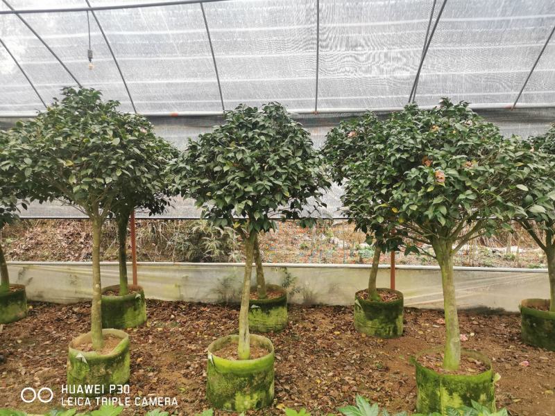 茶花树盆栽苗大规格福建基地直销花农一手货源长期种植供应