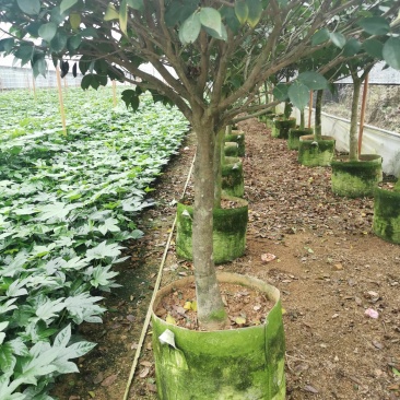 茶花树盆栽苗大规格福建基地直销花农一手货源长期种植供应