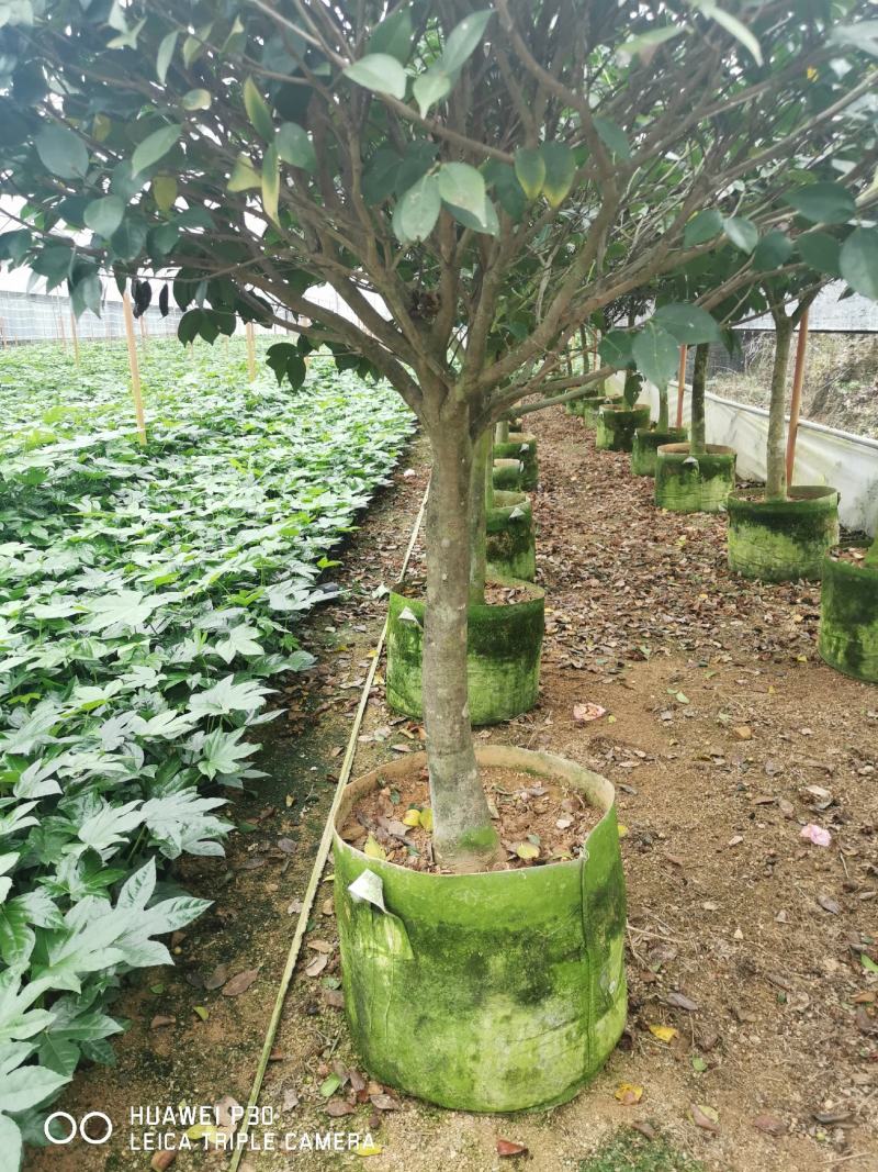 茶花树盆栽苗大规格福建基地直销花农一手货源长期种植供应