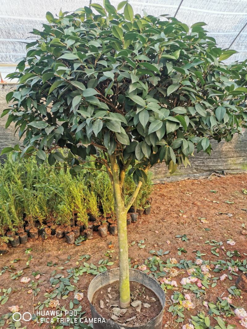 茶花树盆栽苗大规格福建基地直销花农一手货源长期种植供应
