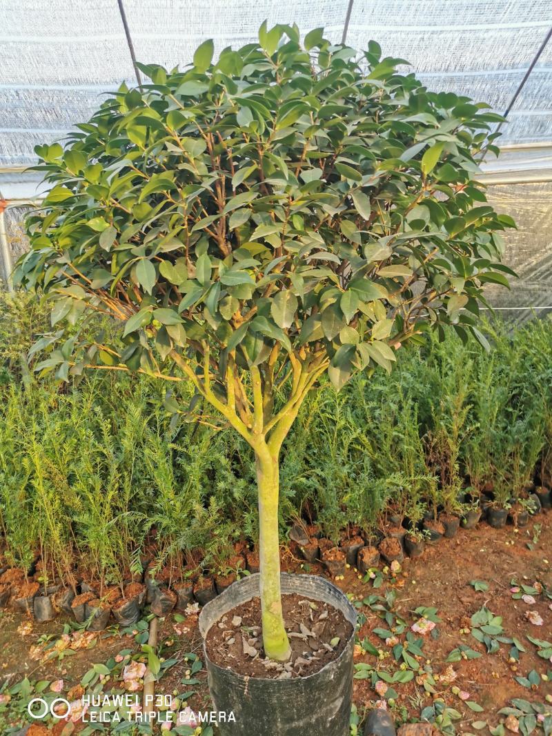 茶花树盆栽苗大规格福建基地直销花农一手货源长期种植供应