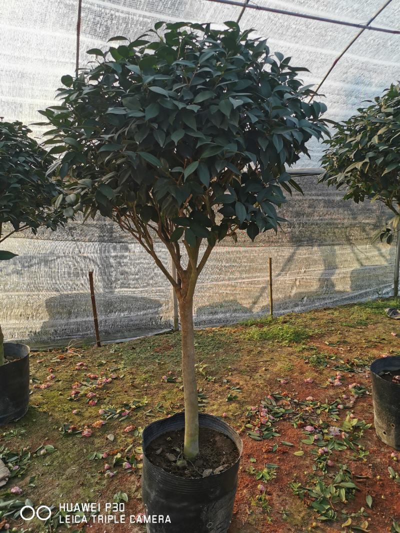茶花树盆栽苗大规格福建基地直销花农一手货源长期种植供应