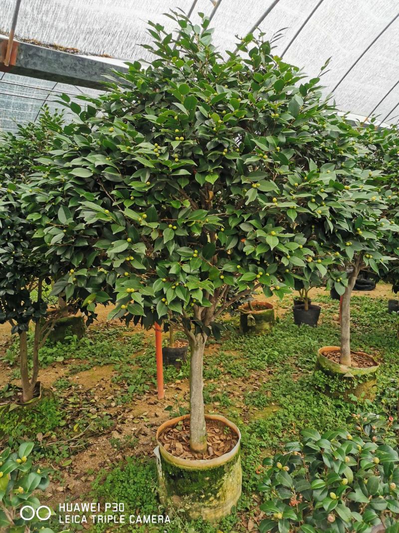 茶花树盆栽苗大规格福建基地直销花农一手货源长期种植供应
