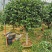 茶花树盆栽苗大规格福建基地直销花农一手货源长期种植供应