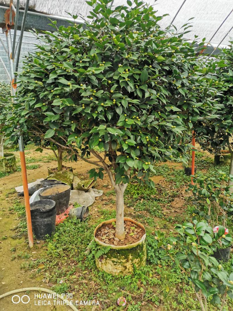 茶花树盆栽苗大规格福建基地直销花农一手货源长期种植供应