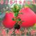 新品泰国暹罗柚子苗嫁接果树苗南北方四季种植红心蜜柚苗