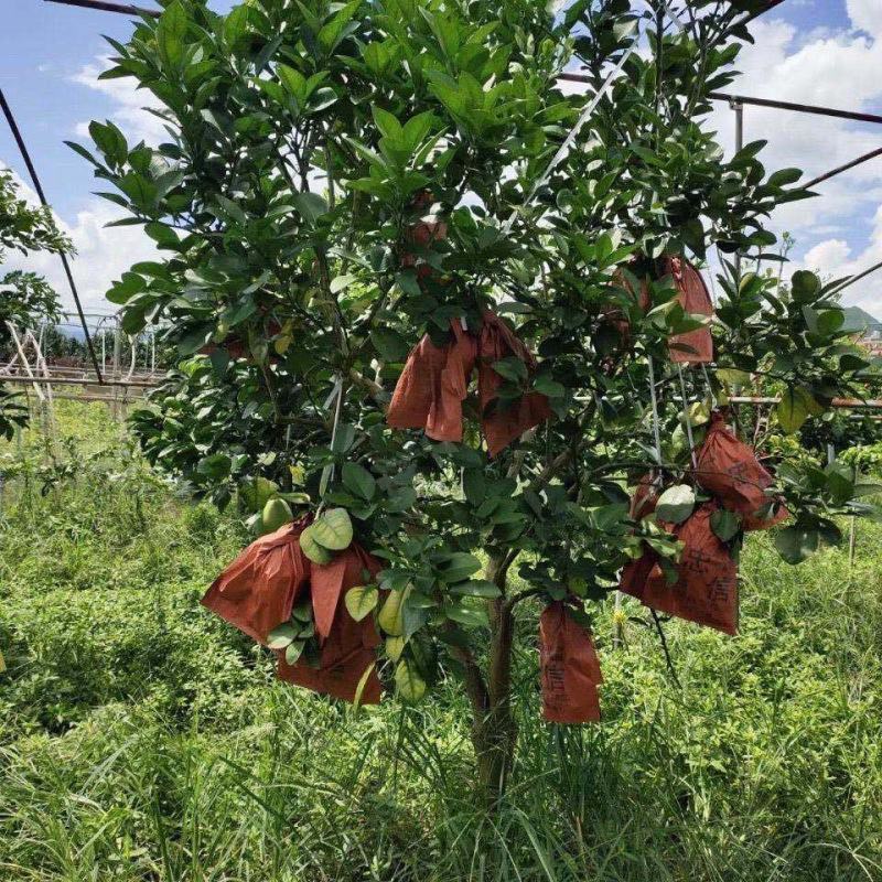 新品泰国暹罗柚子苗嫁接果树苗南北方四季种植红心蜜柚苗