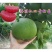 新品泰国暹罗柚子苗嫁接果树苗南北方四季种植红心蜜柚苗
