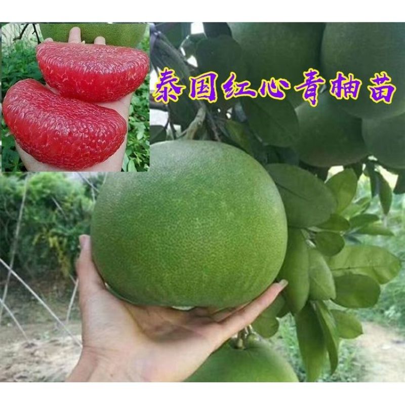新品泰国暹罗柚子苗嫁接果树苗南北方四季种植红心蜜柚苗