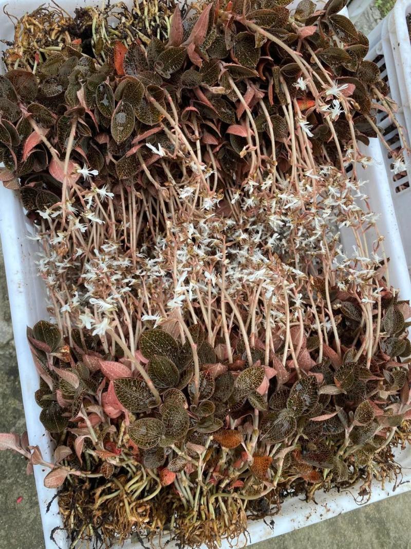 福建南靖林下金线莲开花靓货长度20～35cm