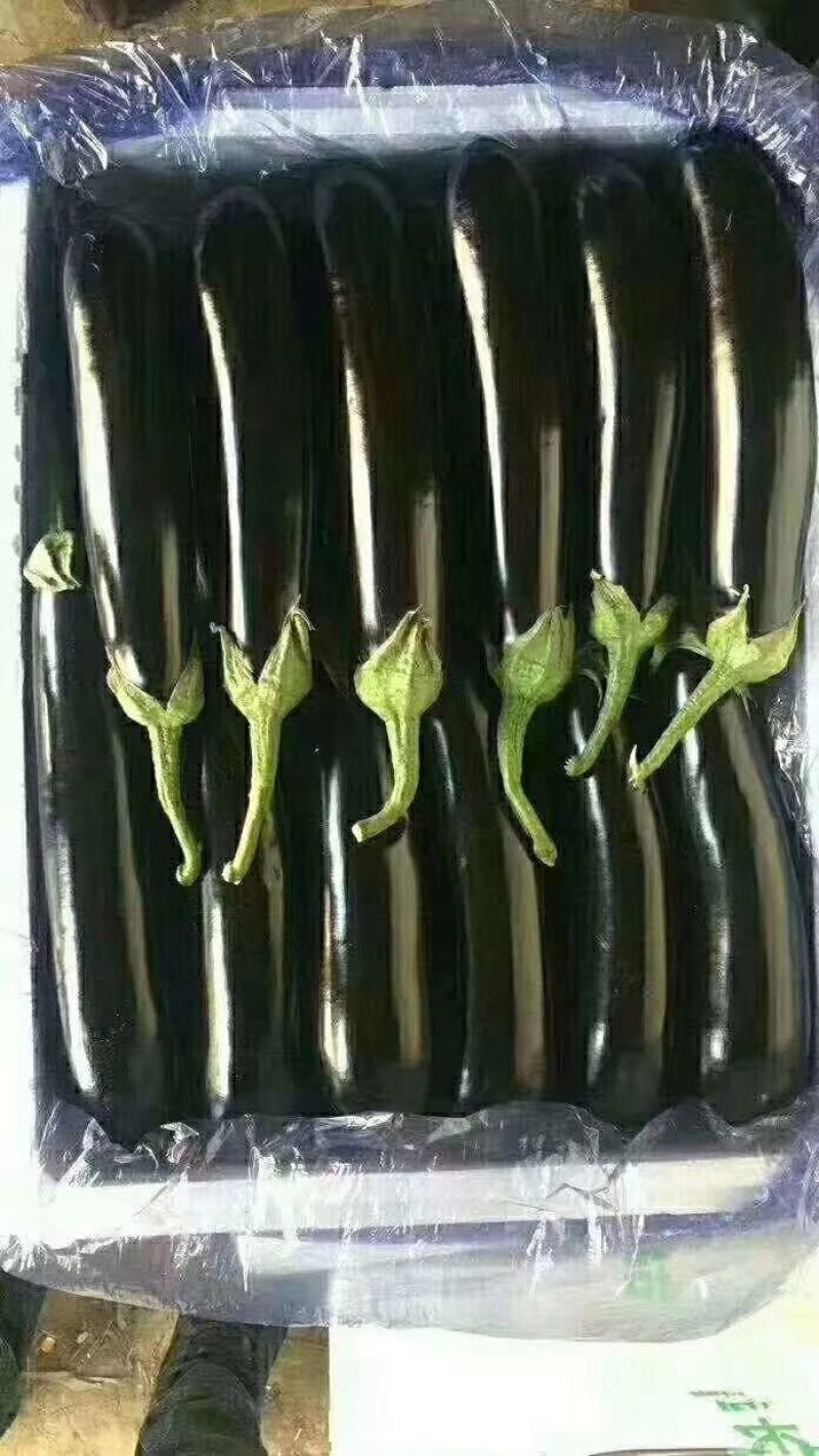 黑长茄3两以上货源充足。产地直发，可视频看货，量大从优