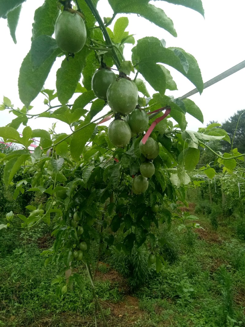 [实力推荐]广西柳州紫香一号黄金百香果百香果