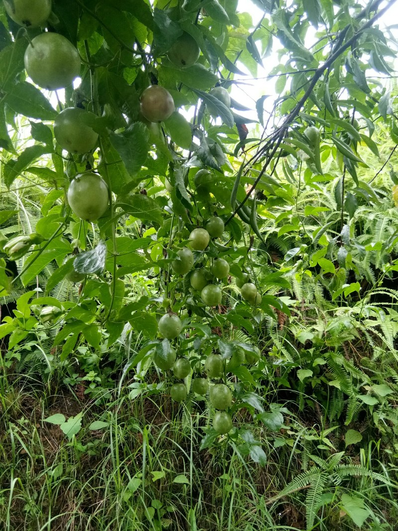 [实力推荐]广西柳州紫香一号黄金百香果百香果