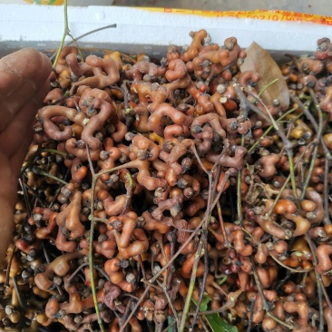 拐枣，食用拐枣