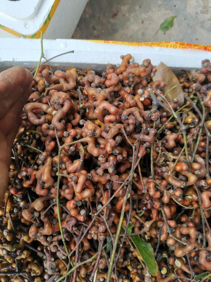 拐枣，食用拐枣