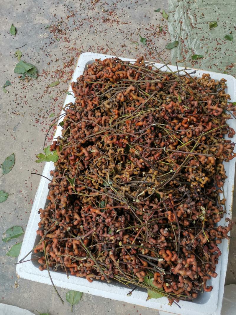 拐枣，食用拐枣