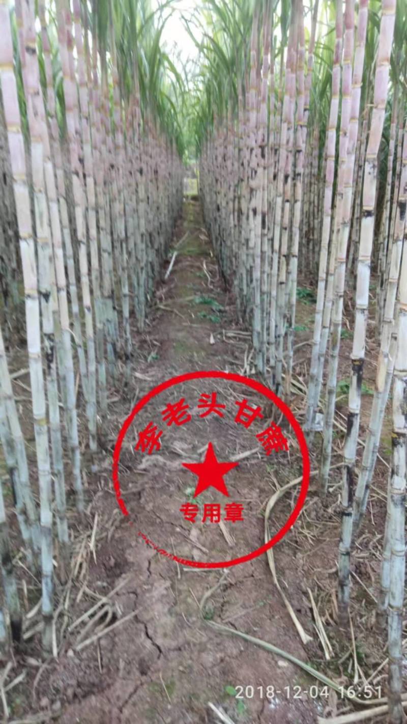 科技示范园青香脆皮蔗基地直供便宜回程车诚信经营共四个品种
