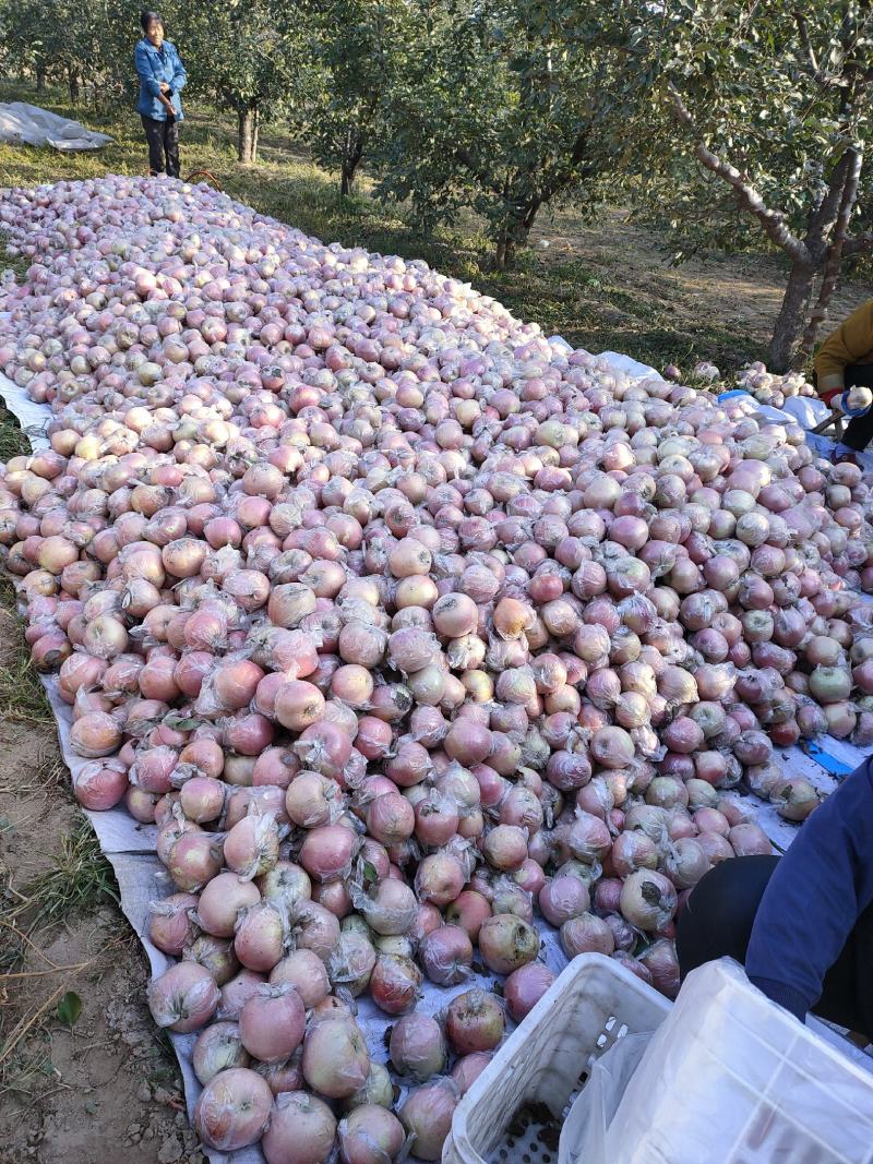 红富士河北深州基地.75以上通货.80以上手选.冰糖心