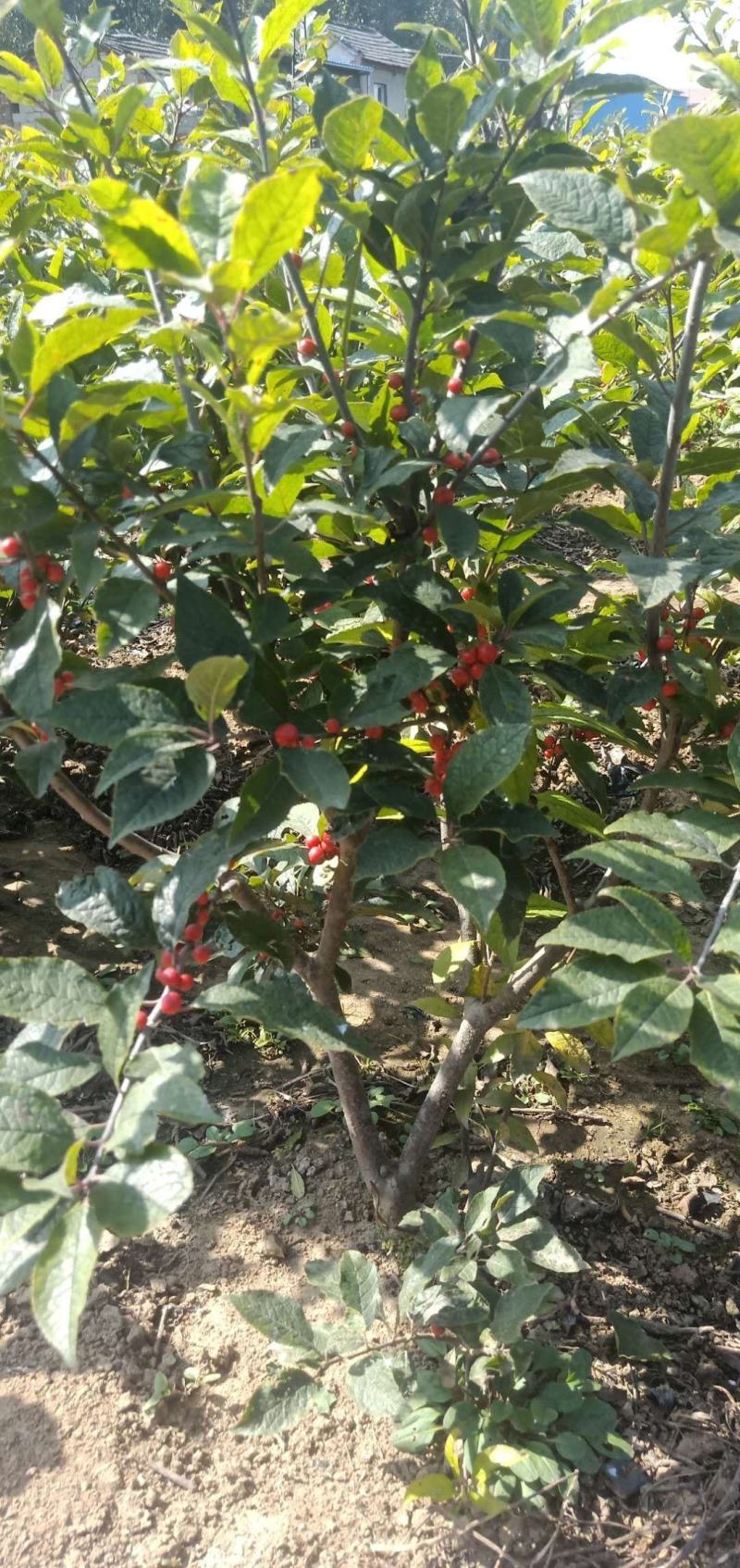 北美冬青苗什么价现货大量出售一至五年的北美冬青树苗