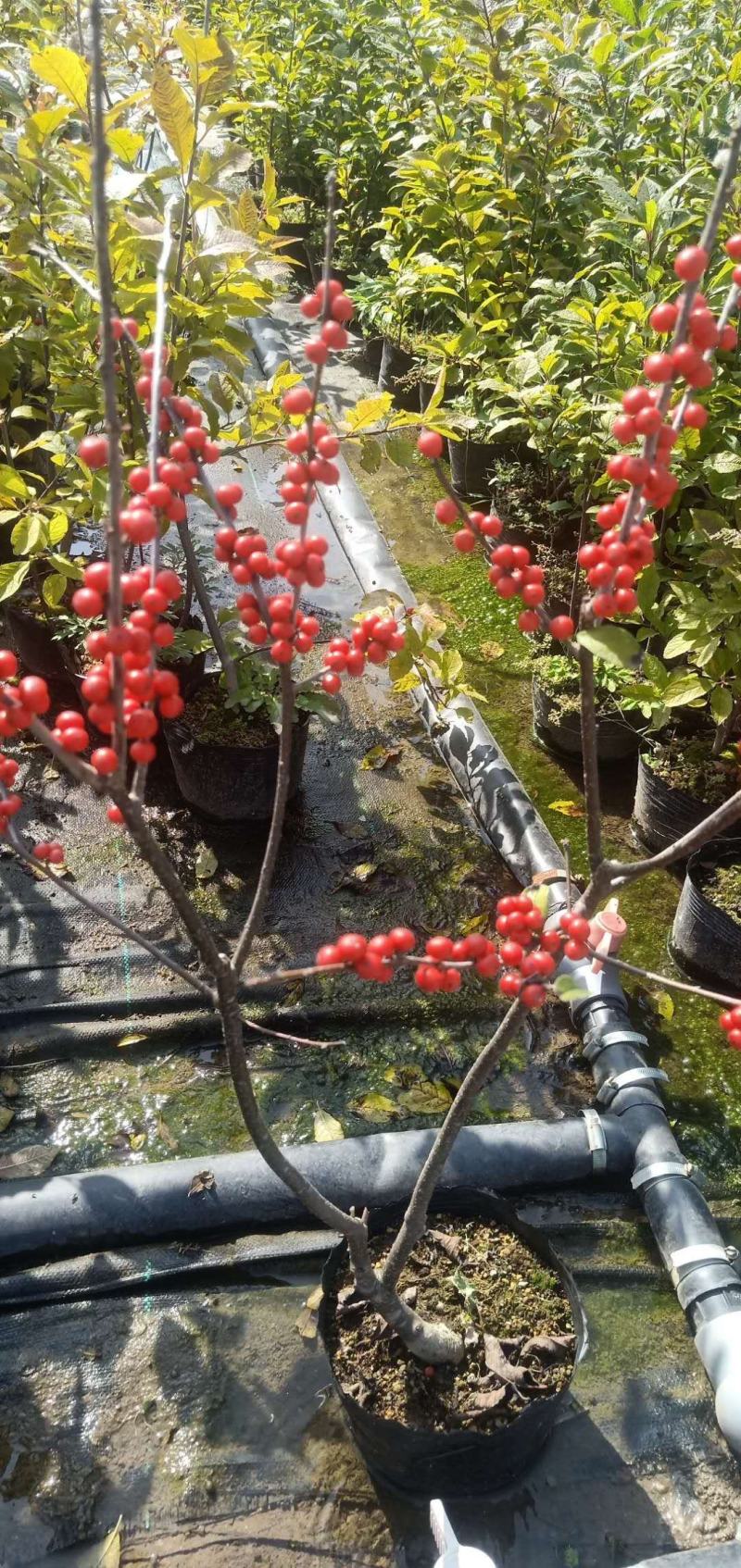 北美冬青苗什么价现货大量出售一至五年的北美冬青树苗