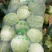 甘蓝绿圆,施特单圆球甘蓝质量好!价格优!产地供货包找车